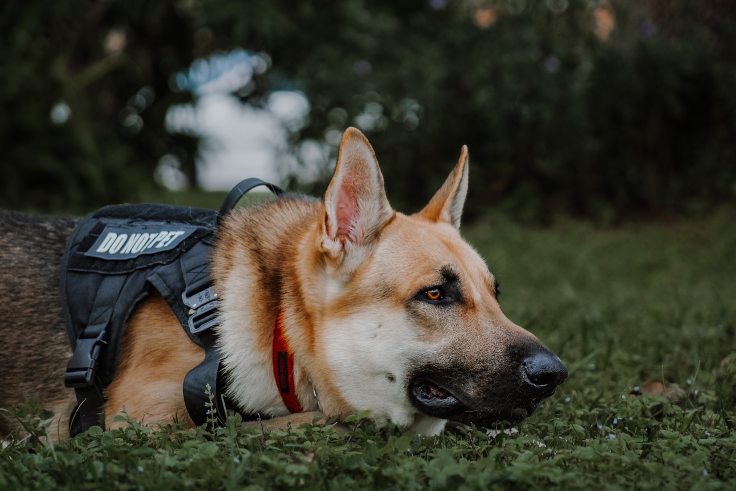 How to Capture Stunning Photos of Your Working Dog