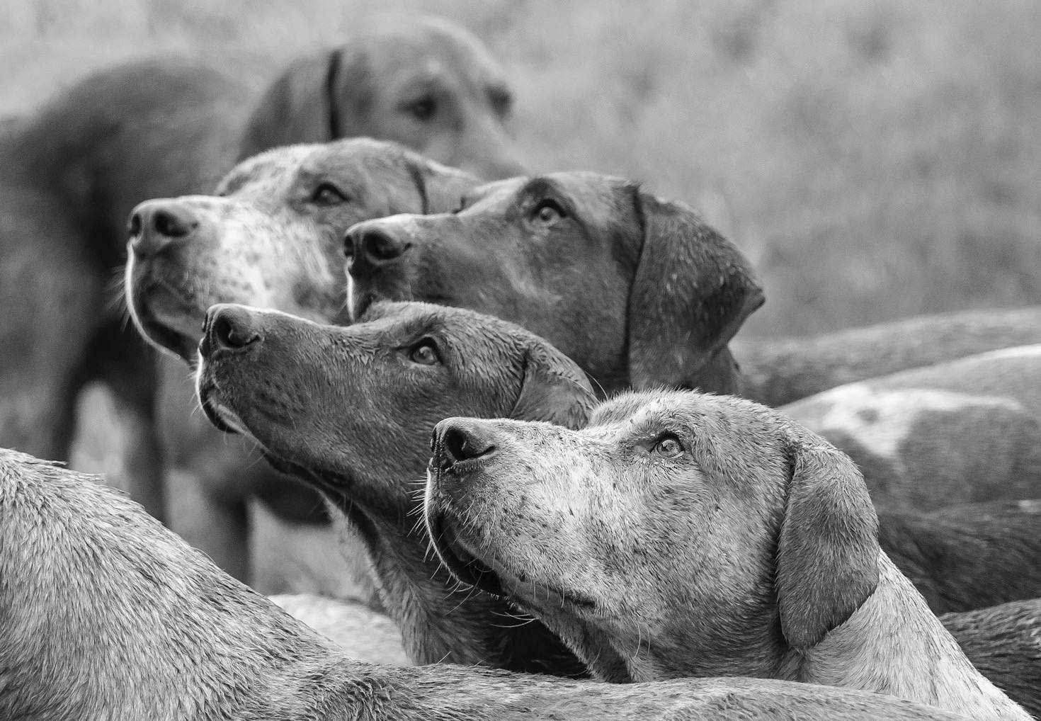Exploring the World of Working Dog Photography